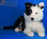 Border Collie Negro Bicolor Macho #485M25780.jpg