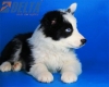 Border Collie Negro Bicolor Macho #485M25782.jpg