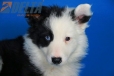 Border Collie Negro Bicolor Macho #485M25783.jpg