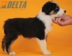 Border Collie Negro Tricolor Macho #652M36327.jpg