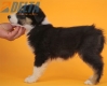 Border Collie Negro Tricolor Macho #652M36328.jpg