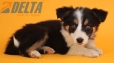 Border Collie Negro Tricolor Macho #652M36331.jpg