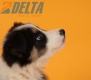 Border Collie Negro Tricolor Macho #652M36334.jpg