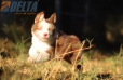 Australian Shepherd Rojo Mirlo Tricolor Hembra #741H26542.jpg