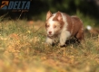 Australian Shepherd Rojo Mirlo Tricolor Hembra #741H26543.jpg