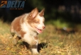 Australian Shepherd Rojo Mirlo Tricolor Hembra #741H26544.jpg