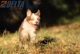 Australian Shepherd Rojo Mirlo Tricolor Hembra #741H26545.jpg