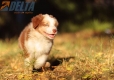 Australian Shepherd Rojo Mirlo Tricolor Hembra #741H26546.jpg