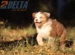 Australian Shepherd Rojo Mirlo Tricolor Hembra #741H26547.jpg