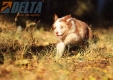 Australian Shepherd Rojo Mirlo Tricolor Hembra #741H26548.jpg