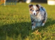 Border Collie Azul Mirlo Tricolor Macho #783M16803.jpg