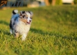 Border Collie Azul Mirlo Tricolor Macho #783M16806.jpg