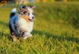 Border Collie Azul Mirlo Tricolor Macho #783M16807.jpg