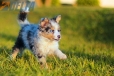 Border Collie Azul Mirlo Tricolor Macho #783M16808.jpg