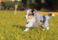 Border Collie Azul Mirlo Tricolor Macho #783M16809.jpg