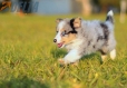 Border Collie Azul Mirlo Tricolor Macho #783M16810.jpg