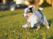 Border Collie Azul Mirlo Tricolor Macho #783M16813.jpg