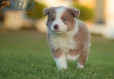 Border Collie Lila Bicolor #784M46864.jpg