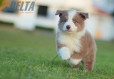 Border Collie Lila Bicolor #784M46865.jpg