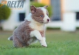 Border Collie Lila Bicolor #784M46867.jpg