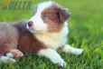 Border Collie Lila Bicolor #784M46870.jpg