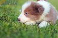 Border Collie Lila Bicolor #784M46872.jpg