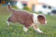 Border Collie Lila Bicolor #784M46873.jpg