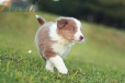 Border Collie Lila Bicolor #784M46874.jpg