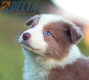 Border Collie Lila Bicolor #784M46875.jpg