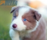 Border Collie Lila Bicolor #784M46876.jpg