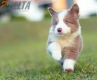 Border Collie Lila Bicolor #784M46877.jpg