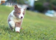 Border Collie Lila Bicolor #784M46878.jpg