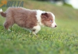 Border Collie Lila Bicolor #784M46880.jpg