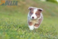 Border Collie Lila Bicolor #784M46883.jpg