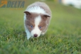 Border Collie Lila Bicolor #784M46884.jpg