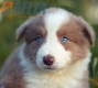 Border Collie Lila Bicolor #784M46885.jpg