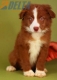 Border Collie Rojo Bicolor Macho #864M46895.jpg