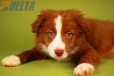 Border Collie Rojo Bicolor Macho #864M46897.jpg