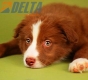 Border Collie Rojo Bicolor Macho #864M46898.jpg