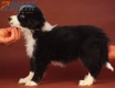 Border Collie Negro Bicolor Hembra #869H46929.jpg