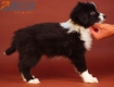 Border Collie Negro Bicolor Hembra #869H46930.jpg