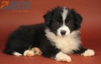 Border Collie Negro Bicolor Hembra #869H46932.jpg