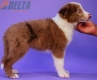 Border Collie Cinnamon Mirlo Bicolor Macho #878M36964.jpg