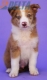 Border Collie Cinnamon Mirlo Bicolor Macho #878M36965.jpg