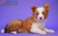 Border Collie Apricot Mirlo Bicolor Macho6971.jpg