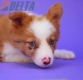 Border Collie Apricot Mirlo Bicolor Macho6972.jpg