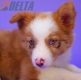 Border Collie Apricot Mirlo Bicolor Macho6973.jpg