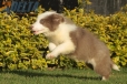 Border Collie Lila Bicolor Macho #998M17340.jpg