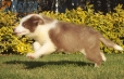 Border Collie Lila Bicolor Macho #998M17342.jpg