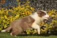 Border Collie Lila Bicolor Macho #998M17344.jpg